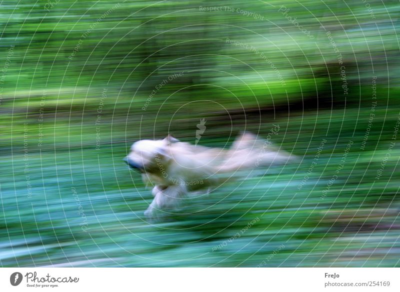 dog on the run Haustier Hund 1 Tier Bewegung laufen springen grün Kraft Ausdauer Golden Retriever Farbfoto Experiment Tag