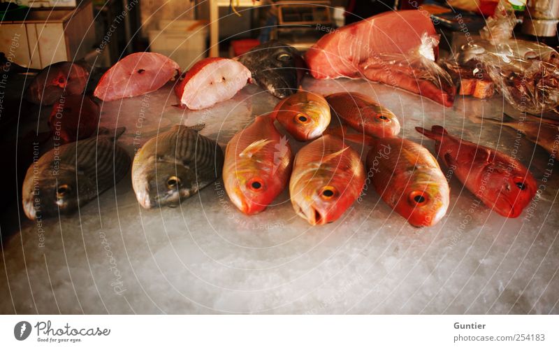 das Sterben der Meere Wildtier Totes Tier Fisch kalt braun rot schwarz weiß verkaufen Fischmarkt Asien Tod Lebensmittel Eis aufgeschnitten Vielfältig Auswahl