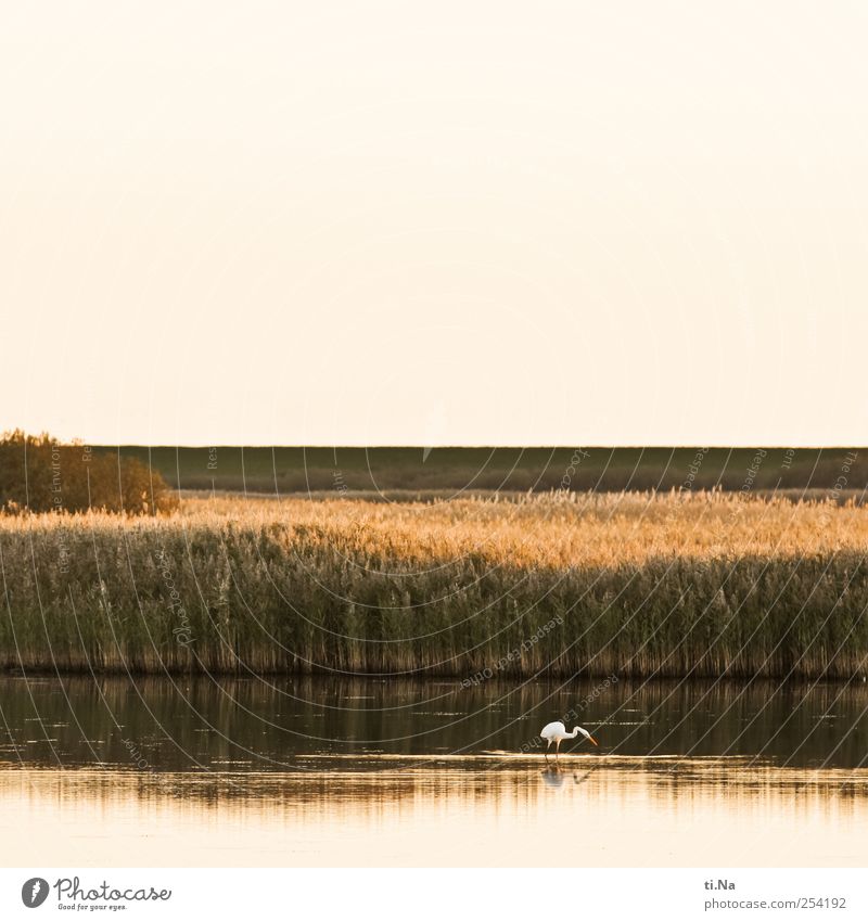 Silberreiher Umwelt Natur Landschaft Pflanze Tier Wasser Herbst Schönes Wetter Sträucher Schilfgras Küste Seeufer Nordseeküste Speicherkoog Naturschutzgebiet