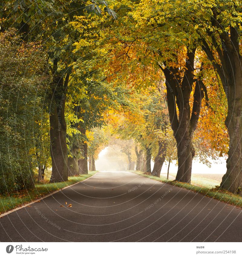 Herbstlicht Umwelt Natur Landschaft Pflanze Klima Wetter Nebel Baum Verkehr Verkehrswege Straße Wege & Pfade Landstraße authentisch schön grau grün Allee