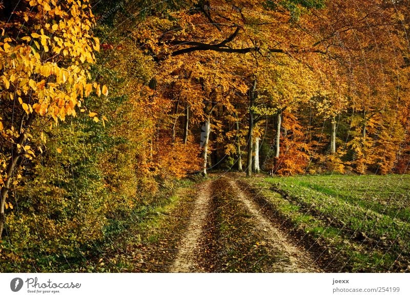 Loslassen Natur Landschaft Herbst Schönes Wetter Baum Feld Wald Wege & Pfade braun gelb grün schwarz Vergänglichkeit Wandel & Veränderung Fußweg Herbstwald