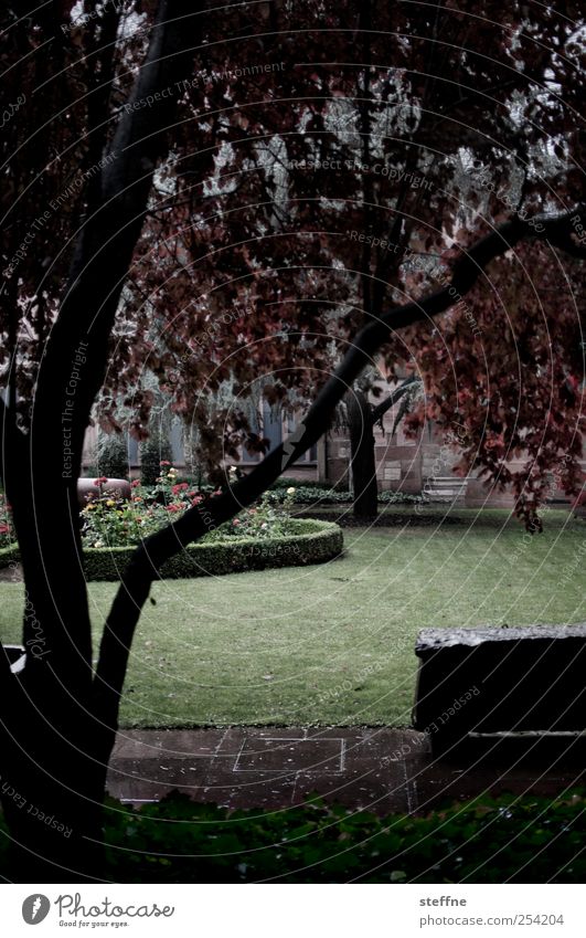 cats & dogs Herbst schlechtes Wetter Regen Baum Wiese nass Regenwasser Farbfoto Außenaufnahme Zentralperspektive feucht Menschenleer Schatten Wege & Pfade Park