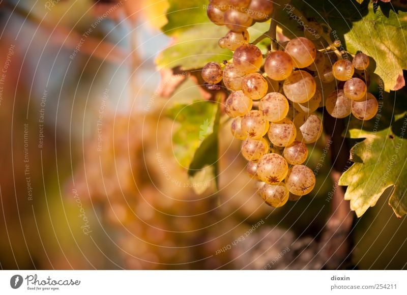 Spätlese [2] Alkohol Sekt Prosecco Champagner Weinlese Landwirtschaft Forstwirtschaft Umwelt Natur Pflanze Herbst Blatt Nutzpflanze Weintrauben Weinbau
