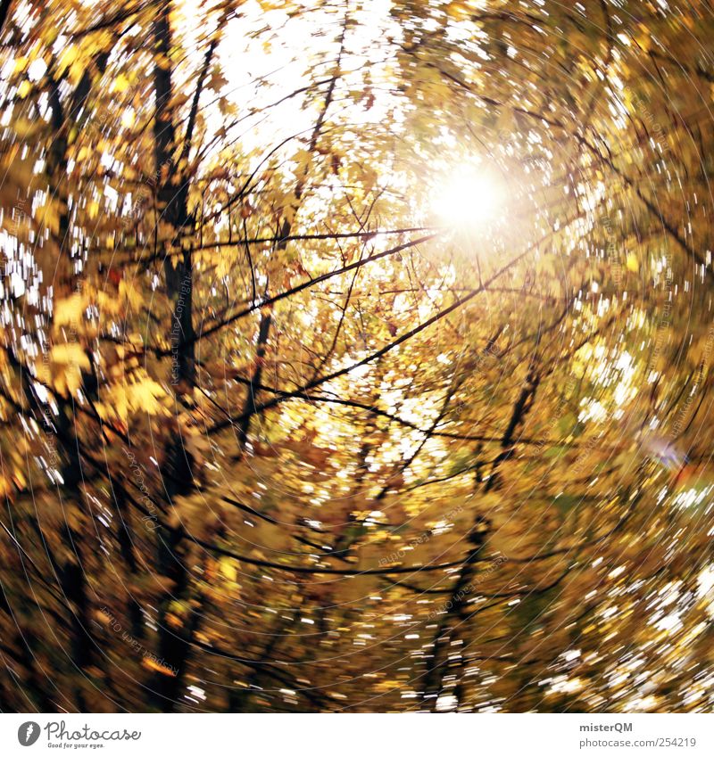 Herbstwind. Kunst ästhetisch Zufriedenheit Herbstlaub herbstlich Herbstbeginn Herbstfärbung Herbstwetter Herbstwald Herbstlandschaft Herbststurm Herbsthimmel