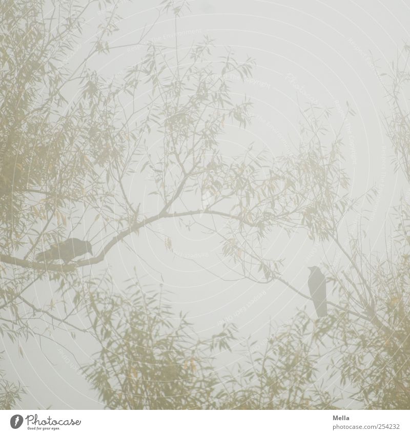 Krähenliebe Umwelt Natur Pflanze Tier Nebel Baum Ast Weide Vogel 2 hocken sitzen natürlich grau Zusammensein paarweise Tierpaar Farbfoto Außenaufnahme