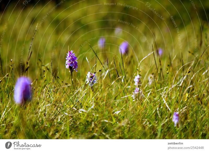 Wiese mit Dactylorhiza maculata Gras Rasen Park Natur Weide Blume Blüte frisch Hintergrundbild Menschenleer Textfreiraum Tiefenschärfe Schwache Tiefenschärfe