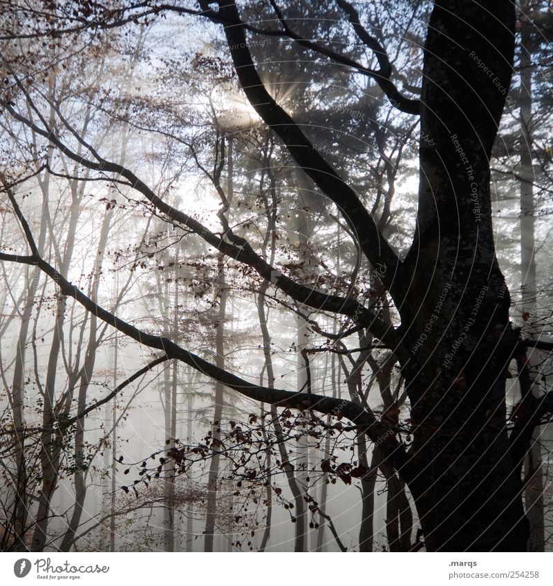 Fog Umwelt Natur Sonne Herbst Klima Nebel Baum Wald gruselig frisch Jahreszeiten Ast Lichterscheinung Stimmung Baumstamm mystisch Farbfoto Außenaufnahme
