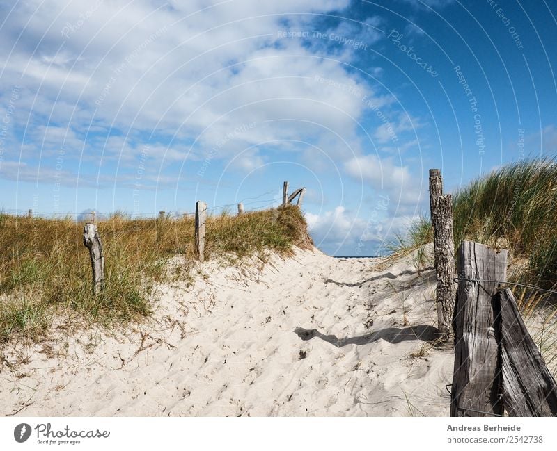 Strandzugang zur Ostsee Erholung ruhig Ferien & Urlaub & Reisen Sommer Natur Sand frei schön Deutschland horizon view pathway breeze beachgrass Europa scenic