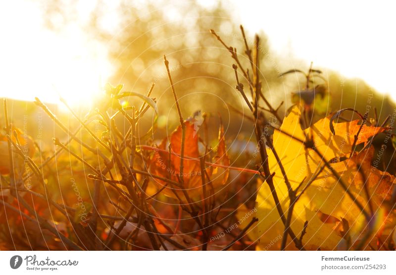 Herbstsonne. Gartenarbeit Landwirtschaft Forstwirtschaft Ruhestand Feierabend Natur Landschaft Sonnenaufgang Sonnenuntergang Sonnenlicht Winter Sträucher Park