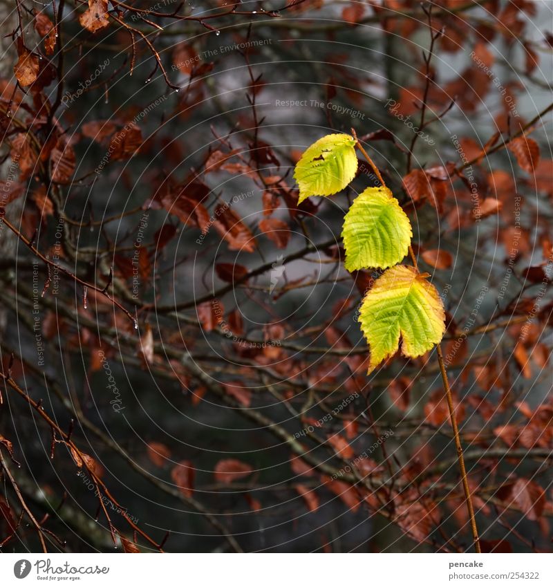 dreigestirn Natur Pflanze Wassertropfen Herbst Baum Blatt Zeichen Stimmung Zusammensein schön trösten achtsam Überraschung Zufriedenheit Glück Lebensfreude