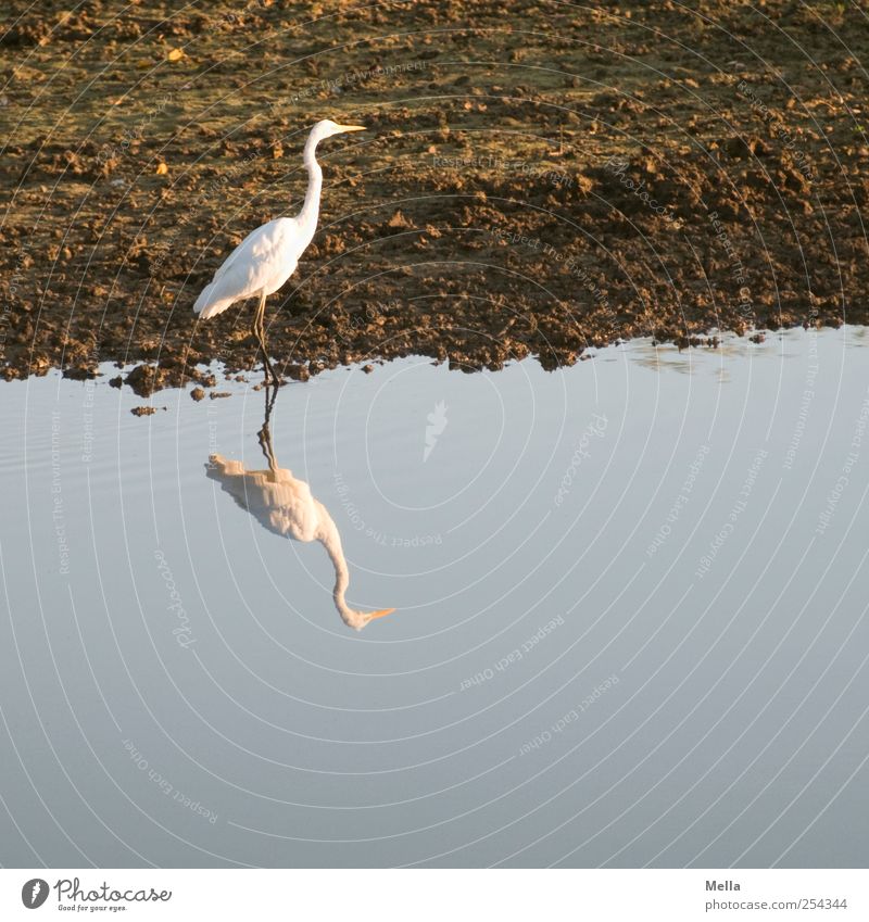 Weißbraunblau Umwelt Natur Tier Wasser Seeufer Teich Vogel Reiher Silberreiher 1 gehen stehen frei natürlich schön Freiheit ruhig einzeln Farbfoto Außenaufnahme