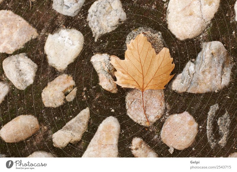 Herbstfarben Design schön Dekoration & Verzierung Natur Pflanze Blatt Park Wald Stein natürlich braun Farbe Ahorn fallen Hintergrund Jahreszeiten saisonbedingt