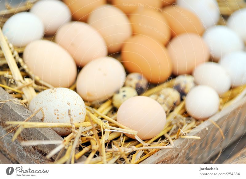 Natürliche Eier im Nest Dekoration & Verzierung Natur Gras braun Tradition Hintergrundbild Öko Feiertag Saison saisonbedingt Form Wartehäuschen Frühling