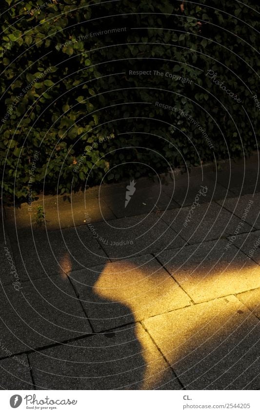 gelbes licht Sträucher Verkehrswege Wege & Pfade außergewöhnlich einzigartig Inspiration Lichtspiel Farbfoto Außenaufnahme abstrakt Menschenleer