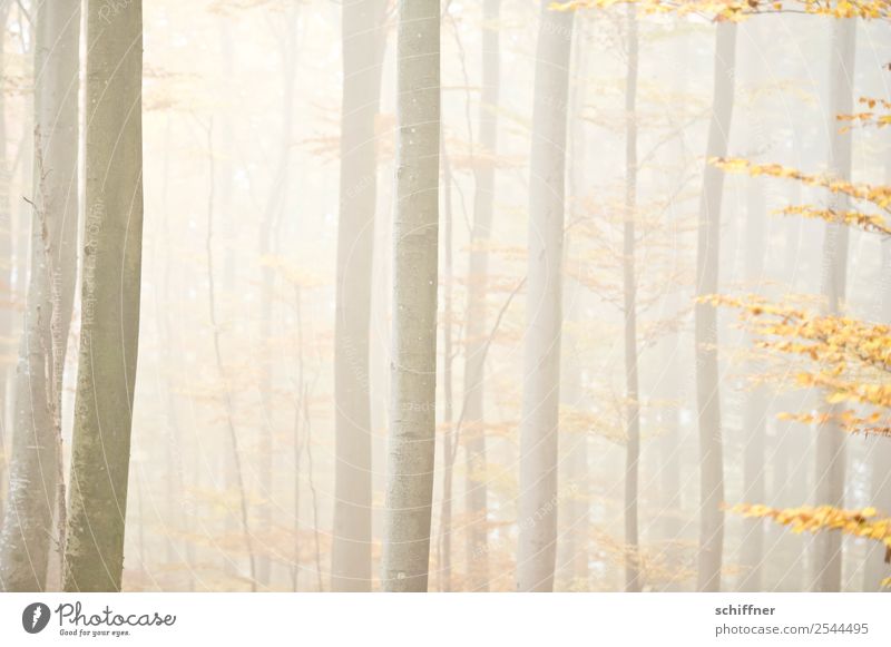 unscharf|er Wald I Umwelt Natur Herbst schlechtes Wetter Nebel Pflanze Baum gelb Herbstwald hell diffus Außenaufnahme Menschenleer