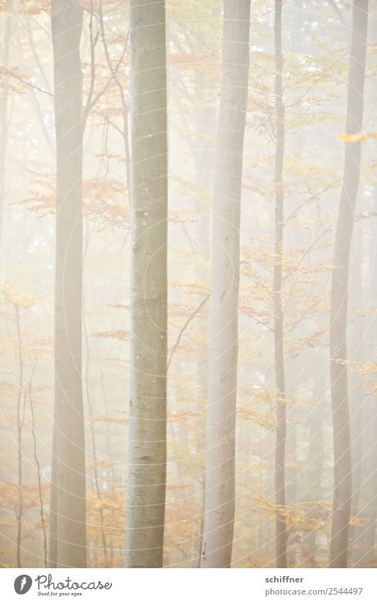 unscharf|er Wald II Natur Herbst schlechtes Wetter Nebel Pflanze Baum gelb Herbstwald hell diffus Menschenleer