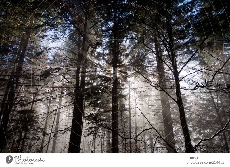 What the fog? Umwelt Natur Herbst Klima Baum Wald leuchten frisch Jahreszeiten Nebel Religion & Glaube Stimmung Erkenntnis mystisch Farbfoto Außenaufnahme