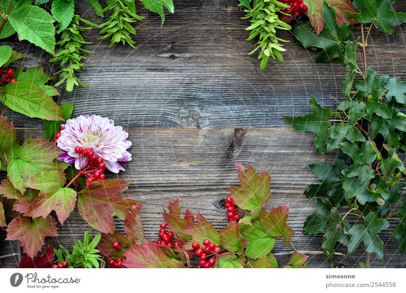 buntes Laub auf Holz Hintergrund Basteln Sommer Natur Pflanze Herbst Blume Blatt blau rot Hintergrundbild Beeren Viburnum Buche Dahlien buntfrüchte Ernte