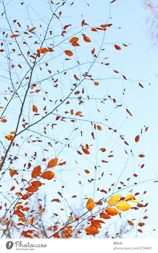 schwungvoll durch den Herbst harmonisch Erholung ruhig Meditation Erntedankfest Natur Pflanze Himmel Baum Sträucher Garten Park leuchten blau braun gelb