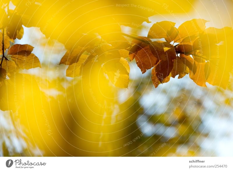 Farbrausch IV Pflanze Herbst Schönes Wetter Baum Blatt braun gelb leuchten leuchtende Farben Herbstlaub herbstlich Herbstfärbung Herbstwald Blätterdach