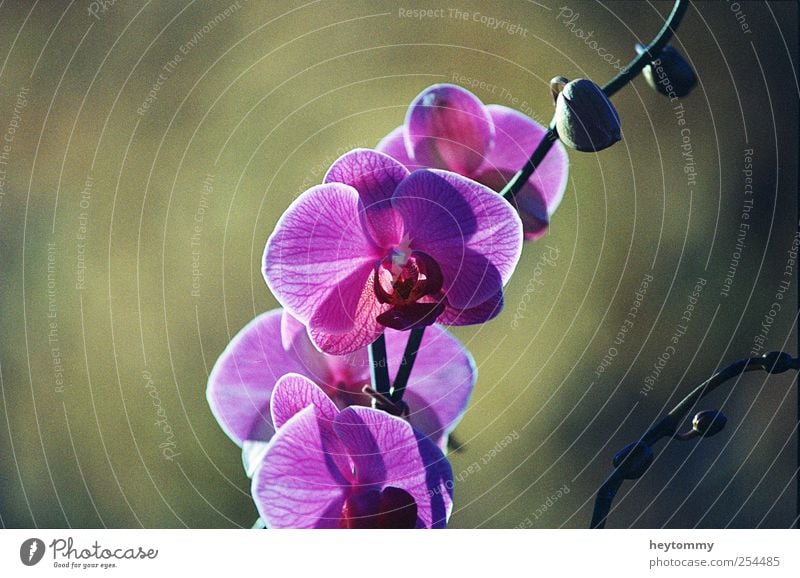 Orchidee elegant exotisch Freude Glück schön Wohlgefühl Zufriedenheit Erholung Duft Umwelt Natur Landschaft Pflanze Sonnenlicht Frühling Sommer Herbst Blume