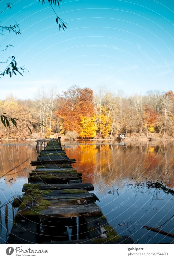 Kein Badewetter Umwelt Natur Landschaft Wasser Himmel Wolkenloser Himmel Sonne Herbst Wetter Schönes Wetter Baum Wald Seeufer Teich Steg schön blau braun