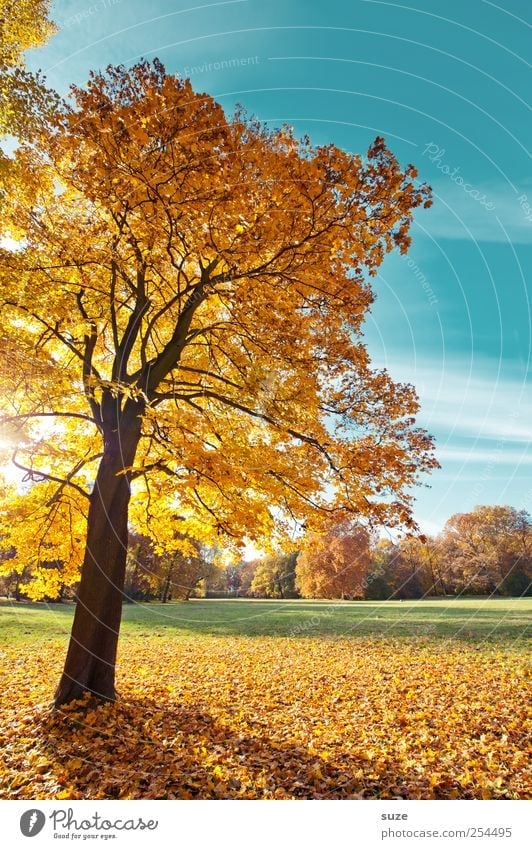 Naturblond Umwelt Landschaft Pflanze Himmel Herbst Klima Wetter Schönes Wetter Baum Park Wiese schön blau gelb gold herbstlich Herbstbeginn Herbstlaub Oktober