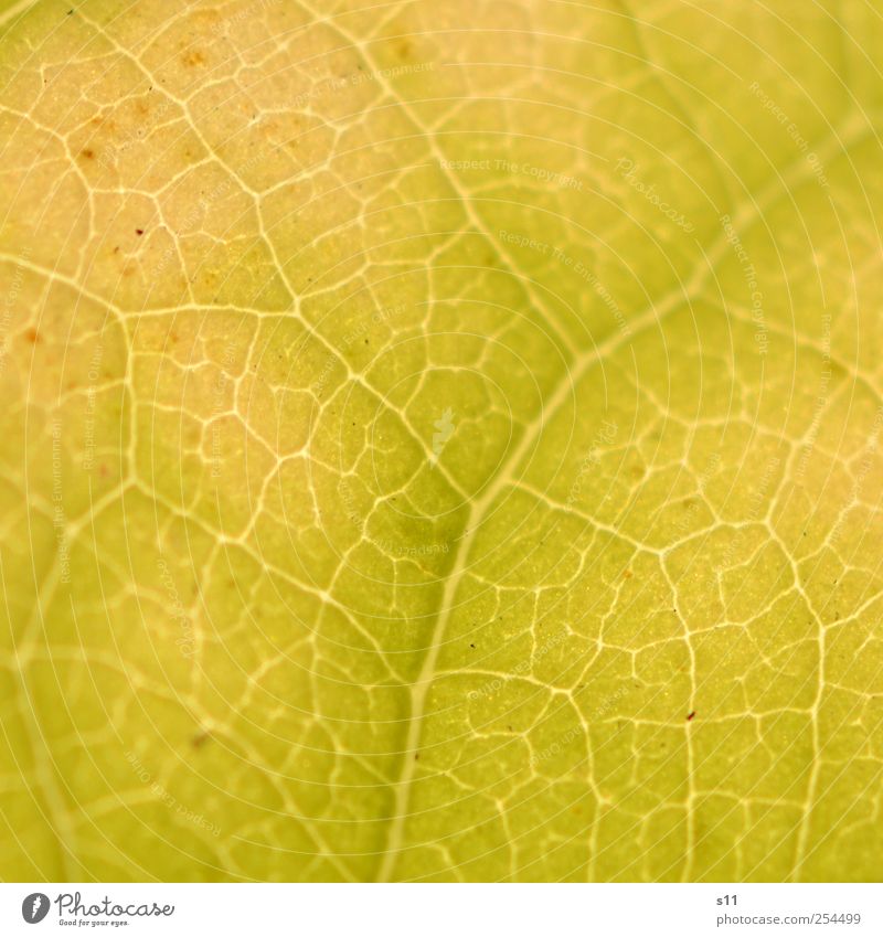 Struktur der Natur Umwelt Pflanze Baum Blatt glänzend leuchten außergewöhnlich dünn eckig elegant fantastisch natürlich gelb leicht Herbst Herbstlaub