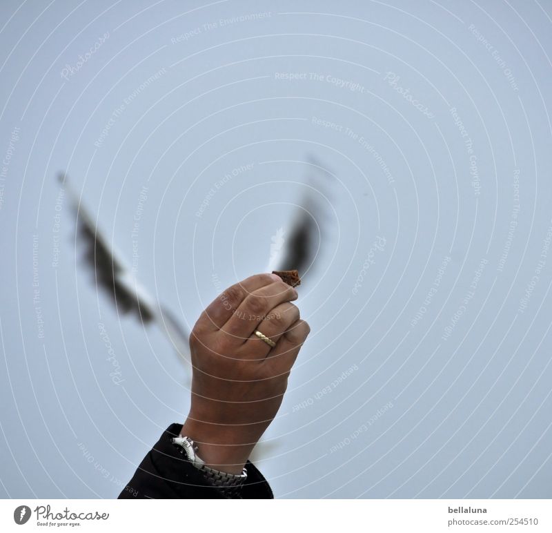 Auf der Pirsch Tier Wildtier Vogel Flügel 1 fliegen füttern Möwe Möwenvögel Ring Ehering Hand Finger Brotkrümel Farbfoto Außenaufnahme Textfreiraum rechts