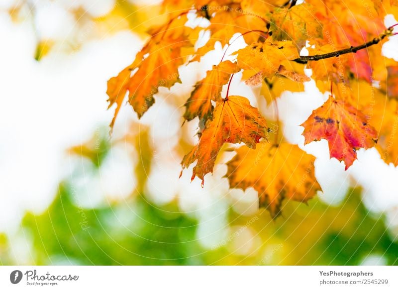 Bunte Blätter als Hintergrund für Herbstkonzepte Tapete Umwelt Natur Baum Blatt hell natürlich gelb gold rot November Oktober Atmosphäre Unschärfe