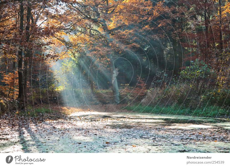Tümpel im Wald Erholung ruhig Meditation Ausflug Natur Landschaft Sonnenlicht Herbst Teich Streifen Duft mehrfarbig Hoffnung Glaube Farbe Stimmung