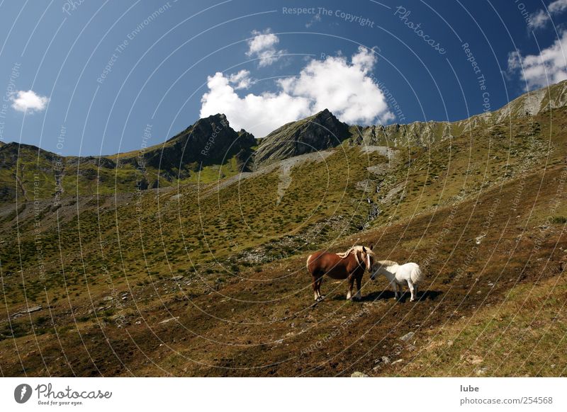 Vorarlberg und nicht Island Tourismus Abenteuer Ferne Freiheit Berge u. Gebirge wandern Umwelt Natur Landschaft Sommer Klima Schönes Wetter Hügel Felsen Alpen