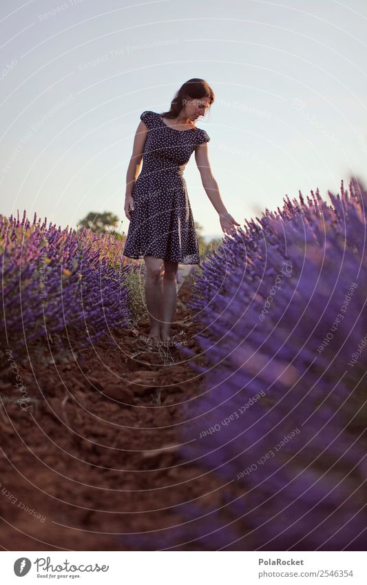 #A# Lila-Blau Kunst ästhetisch Provence Frankreich violett Lavendel Lavendelfeld Lavendelernte Blühende Landschaften Idylle friedlich Fernweh laufen Spaziergang