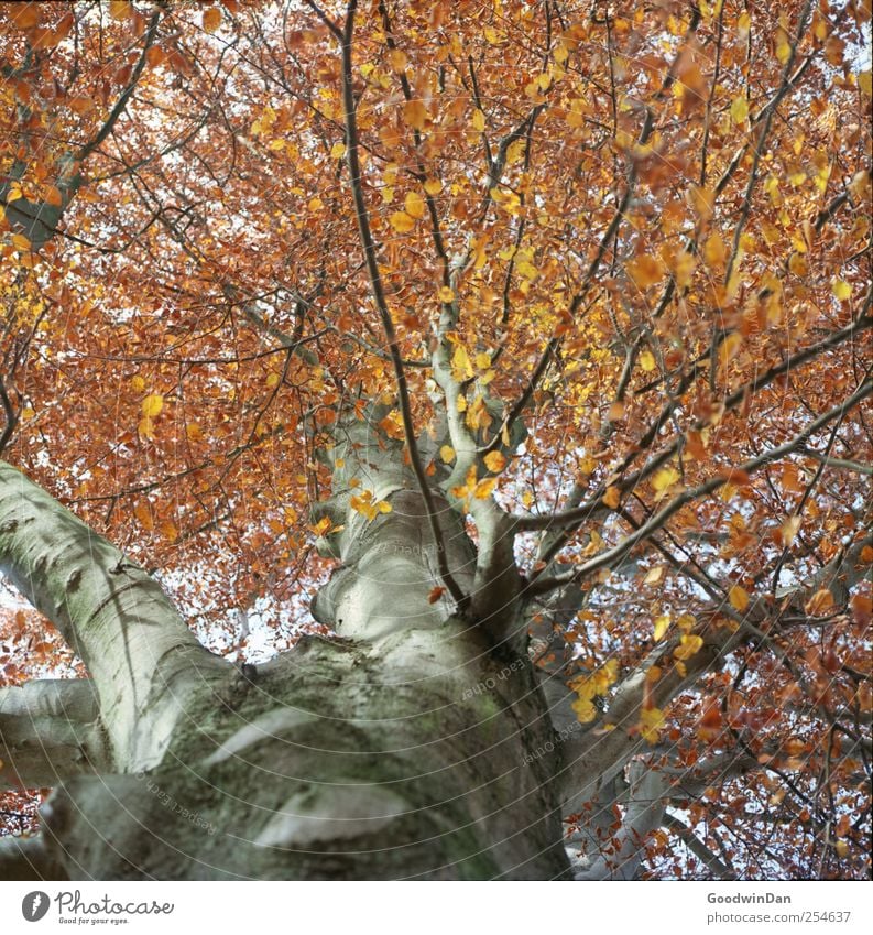 kurz war er dieses Jahr.. Umwelt Natur Herbst Wetter Pflanze Baum Blatt authentisch groß hoch schön Farbfoto Außenaufnahme Menschenleer Tag Licht Sonnenlicht