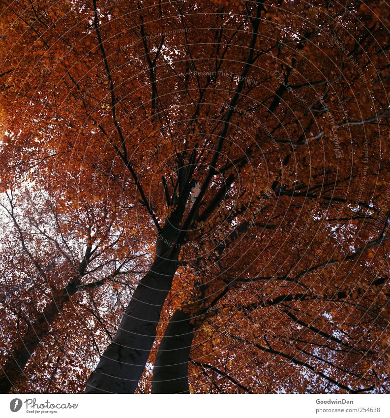 letztes fackeln. Umwelt Natur Herbst Klima Klimawandel Wetter Baum Blatt Park authentisch frei groß Unendlichkeit hoch schön Farbfoto Außenaufnahme Menschenleer