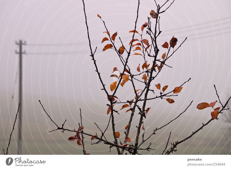 online Natur Landschaft Herbst Nebel Baum Sträucher Blatt Garten Wiese Dorf Gelassenheit Strommast Elektrizität Stromdraht Energiewirtschaft Farbfoto