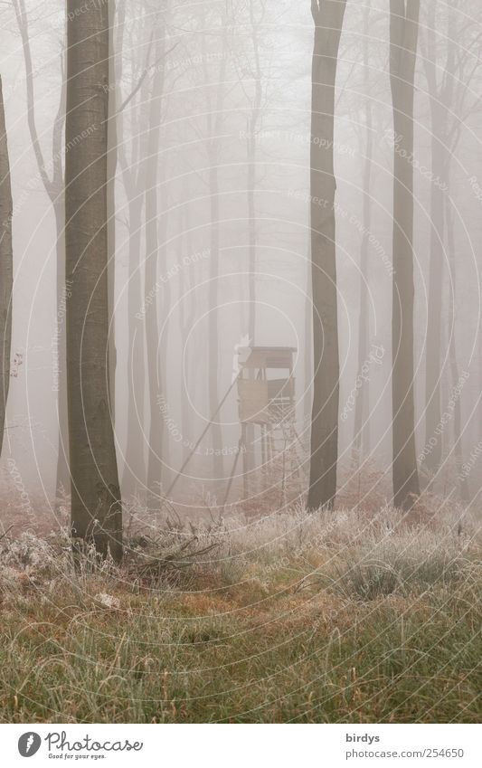 Faszinierende Wandlung.. Natur Herbst Nebel Baum Gras Wald außergewöhnlich Einsamkeit bizarr Frieden Wandel & Veränderung Raureif Hochsitz Buchenwald