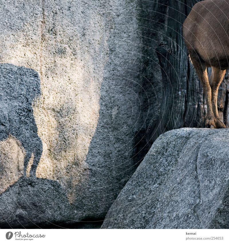 Höhlenmalerei Freizeit & Hobby Ausflug Natur Schönes Wetter Park Felsen Tier Wildtier Fell Zoo Huf Hinterbein Ziegen Bergziege 1 stehen braun Felszeichnungen