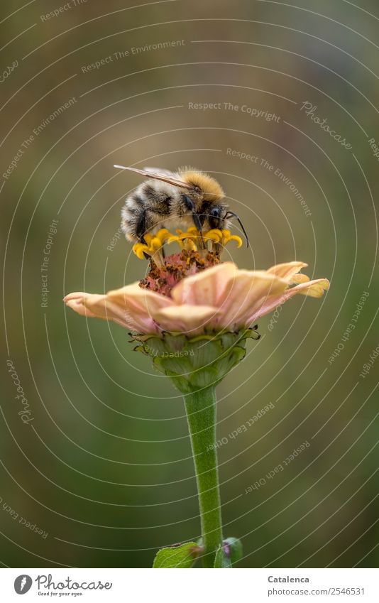 Sammlerin, eine Hummel sammelt Pollen Natur Pflanze Tier Herbst Schönes Wetter Blume Blüte Garten Honigbiene Wildbiene 1 Blühend Fressen Erfolg schön nachhaltig
