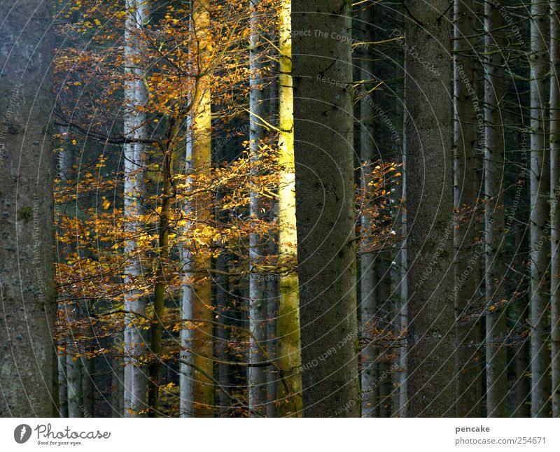 restlicht Natur Sonnenaufgang Sonnenuntergang Herbst Wald Stimmung Lichteinfall Buche Herbstlaub Abschied letzte Farbfoto mehrfarbig Textfreiraum rechts Abend