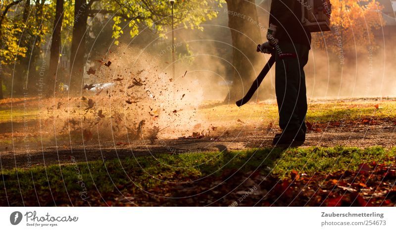 Herbstgeflüster Landschaftspflege Maschine Baum Gras Arbeitsbekleidung Arbeit & Erwerbstätigkeit Sauberkeit skurril Umwelt Laub wirbeln aufwirbeln wegblasen