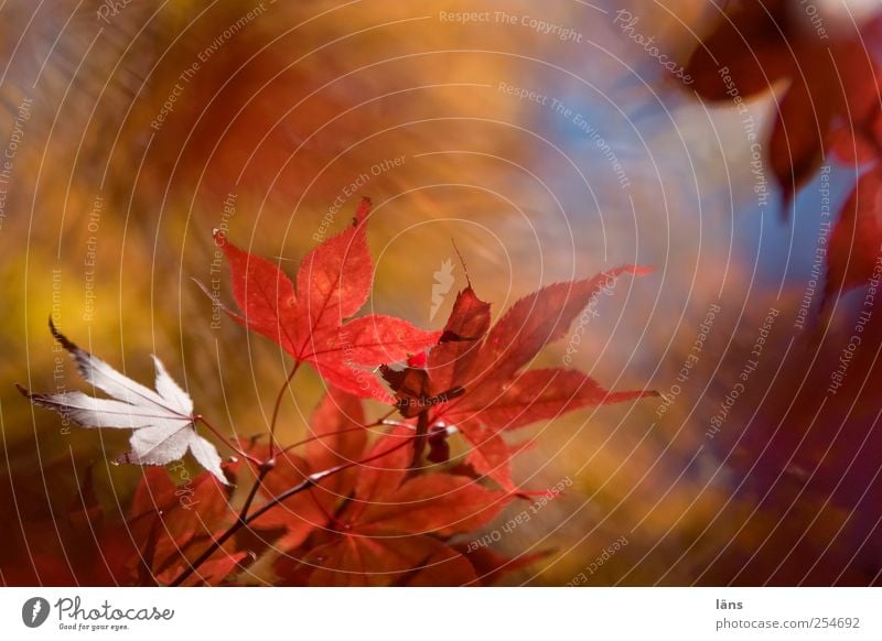 Herbst Natur Landschaft Pflanze Schönes Wetter Sträucher Blatt Grünpflanze Japanischer Ahorn Garten leuchten Wandel & Veränderung mehrfarbig Außenaufnahme