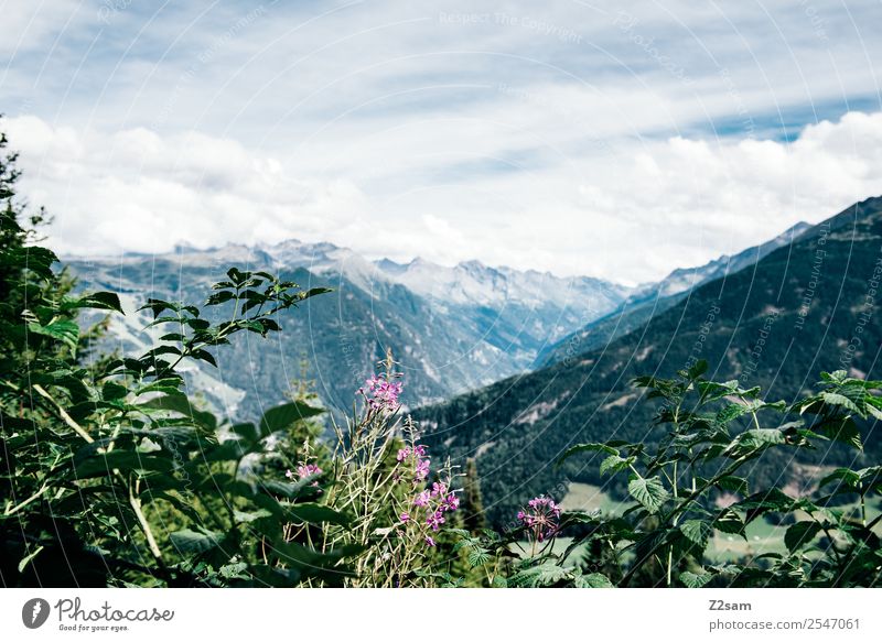 Pitztal / Austria Berge u. Gebirge wandern Umwelt Natur Landschaft Himmel Wolken Sommer Schönes Wetter Blume Sträucher Alpen Gipfel ästhetisch frisch nachhaltig