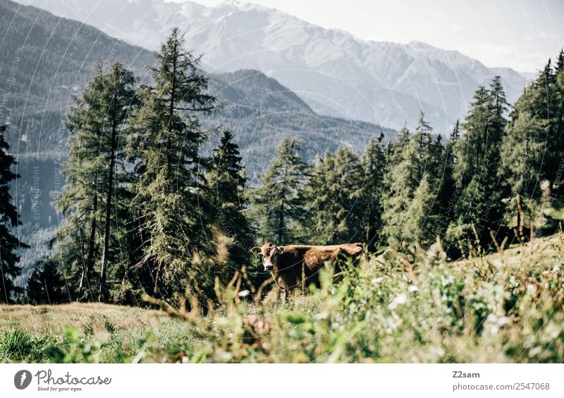 Kuh in den Pitztaler Alpen wandern Umwelt Natur Landschaft Sommer Schönes Wetter Wiese Wald Berge u. Gebirge Blick stehen Stimmung Zufriedenheit ruhig