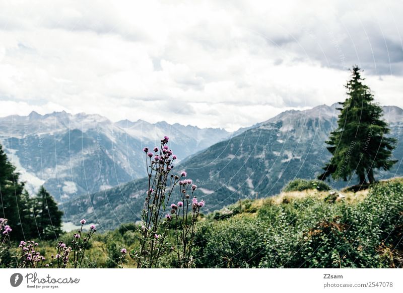 Blick ins Pitztal Ferien & Urlaub & Reisen Tourismus wandern Umwelt Natur Landschaft Himmel Wolken Sommer Schönes Wetter Pflanze Blume Sträucher Alpen