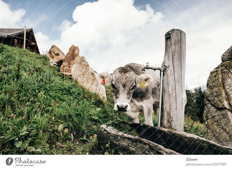 Pitztaler Kühe Ferien & Urlaub & Reisen Berge u. Gebirge wandern Umwelt Natur Landschaft Himmel Wolken Sommer Schönes Wetter Gras Alpen Kuh 1 Tier nachhaltig