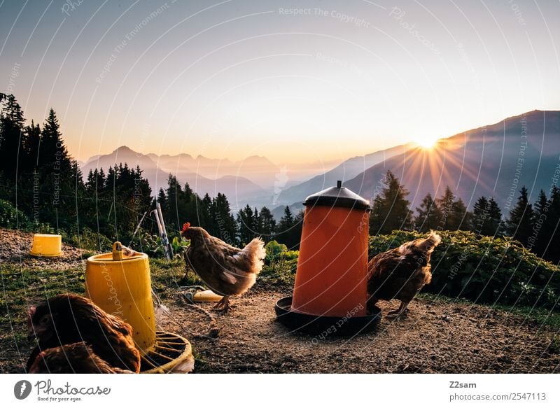 Hühner vor Sonnenaufgang Ferien & Urlaub & Reisen Tourismus Ausflug Sommerurlaub wandern Umwelt Natur Landschaft Himmel Schönes Wetter Alpen Nutztier