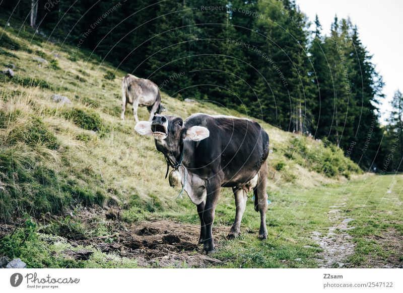 Muhende Kuh Ferien & Urlaub & Reisen Berge u. Gebirge wandern Natur Landschaft Schönes Wetter Wald Alpen 2 Tier nachhaltig natürlich grün Glück Zufriedenheit