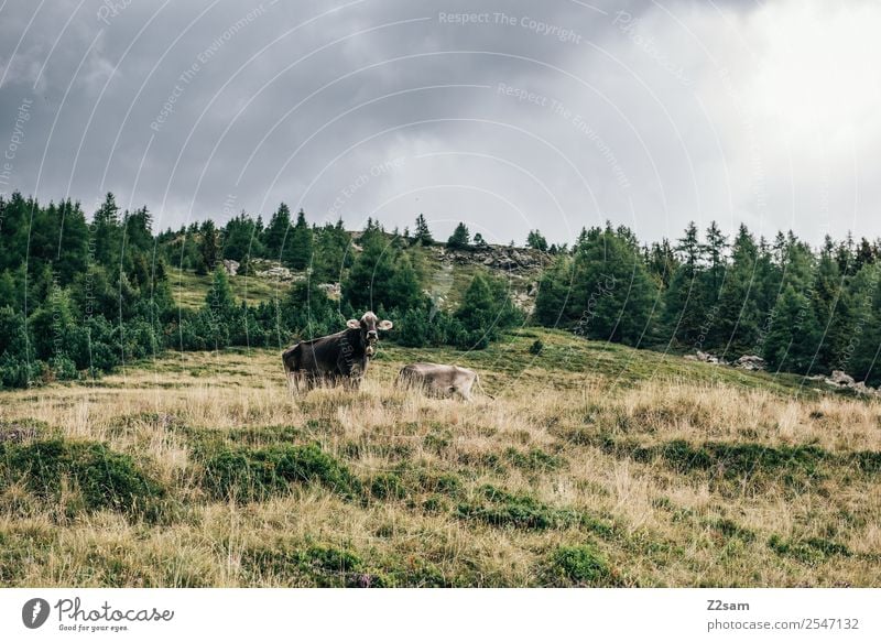 Pitztaler Kühe Berge u. Gebirge wandern Natur Landschaft Gewitterwolken Herbst schlechtes Wetter Wiese Alpen Kuh 2 Tier Herde Blick stehen Zusammensein