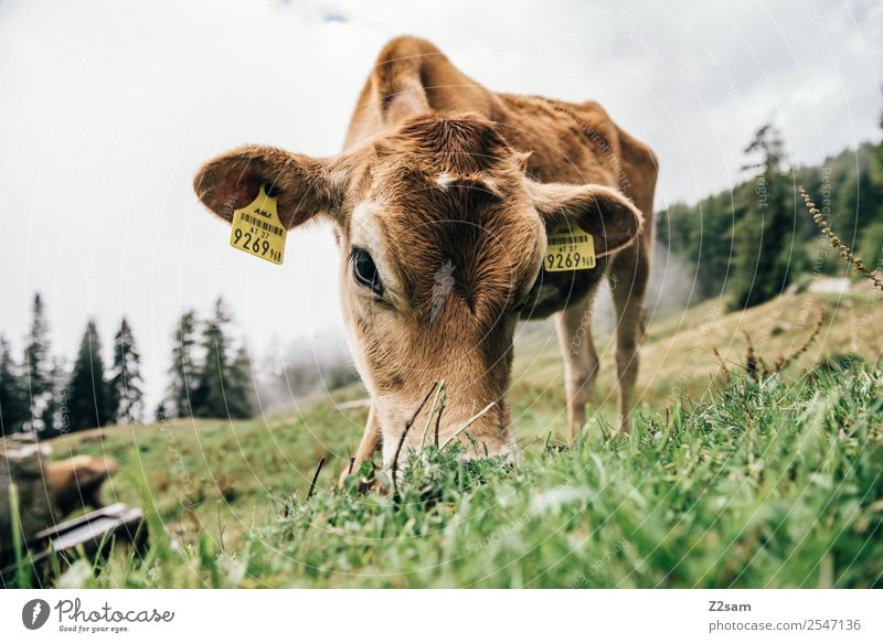 Pitztaler Kalb Berge u. Gebirge wandern Umwelt Natur Landschaft Sommer Nebel Gras Wiese Alpen Kuh Tierjunges Essen stehen natürlich braun achtsam ruhig Erholung